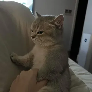 🐈
