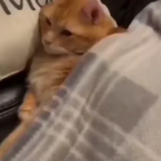 🐈