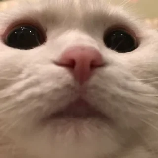 😶