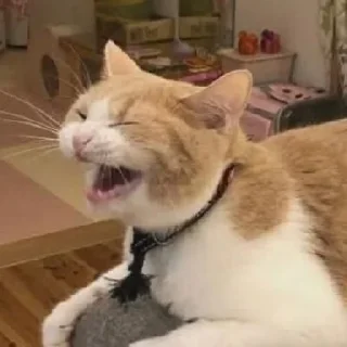 🐈