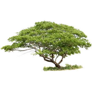 🌳