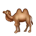 🐫