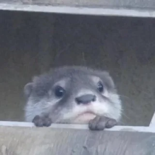 👀
