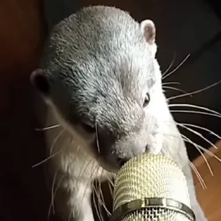 🎤