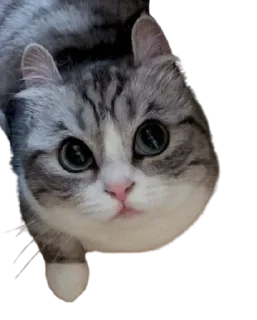 😺
