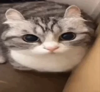 🤩