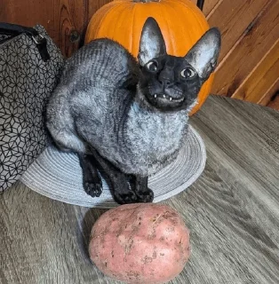 🦇