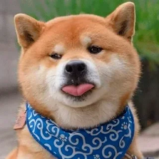 🐶