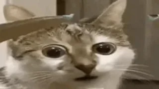 🫣