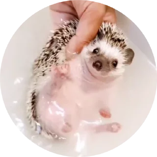 🦔