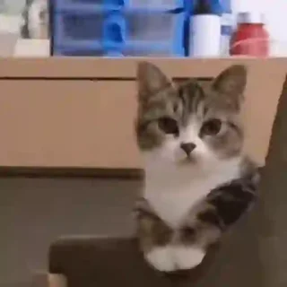 🐈