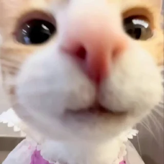 🐈‍⬛