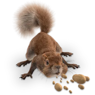 🐿