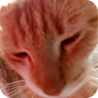 🐱