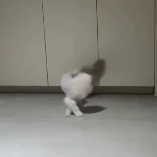 🐈