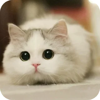 😸