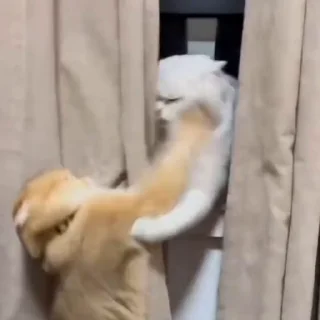 🐈