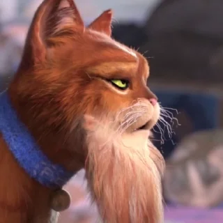🙀