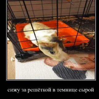 🐹