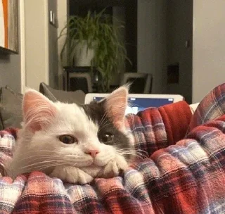 ❣️