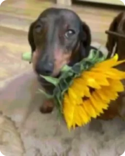🌻