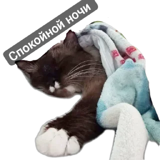 🐱