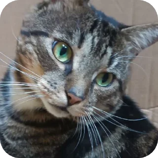 🐱