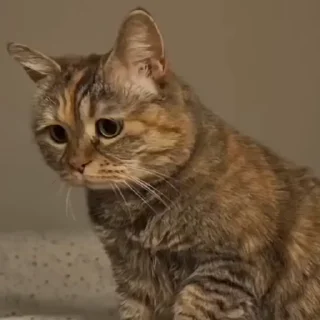 🐈‍⬛️