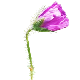 🥀