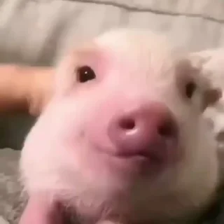 🤪