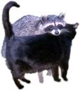 😿
