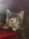 🐱