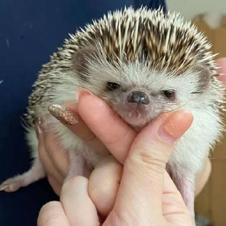 🦔