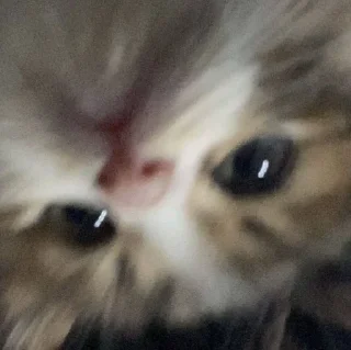 🤍