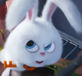 🐰