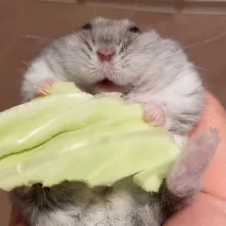 🐭