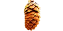 🌲