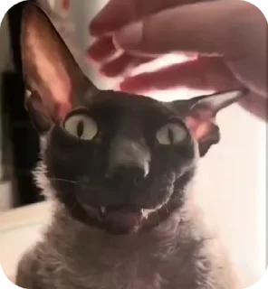 🌟