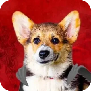 🐶