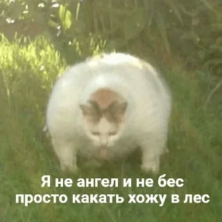 🐕