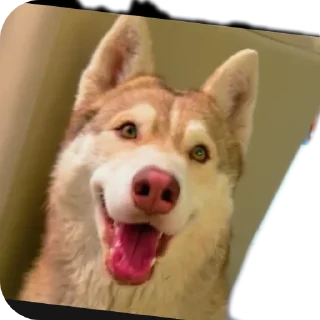 🐶