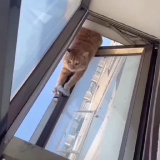 🐈