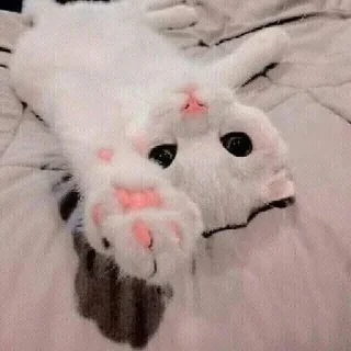 🐈