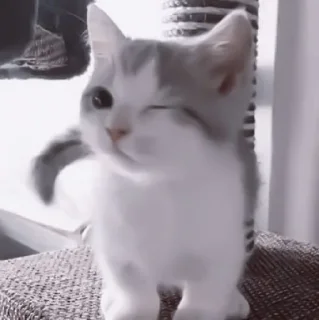 🥠