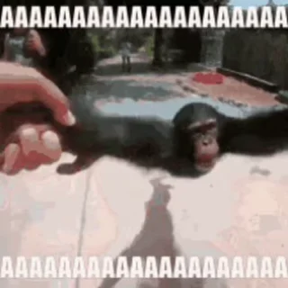 🐵