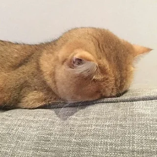 😺