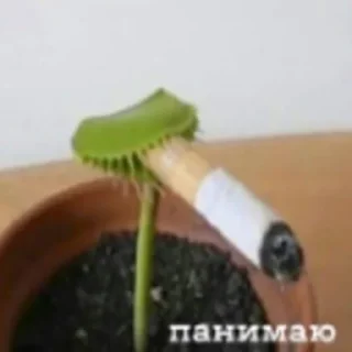 Стикеры WhatsApp