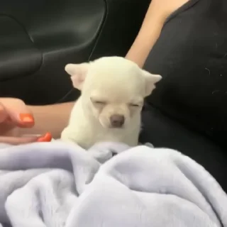 🐶