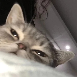 😼