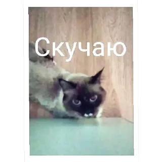 🐱